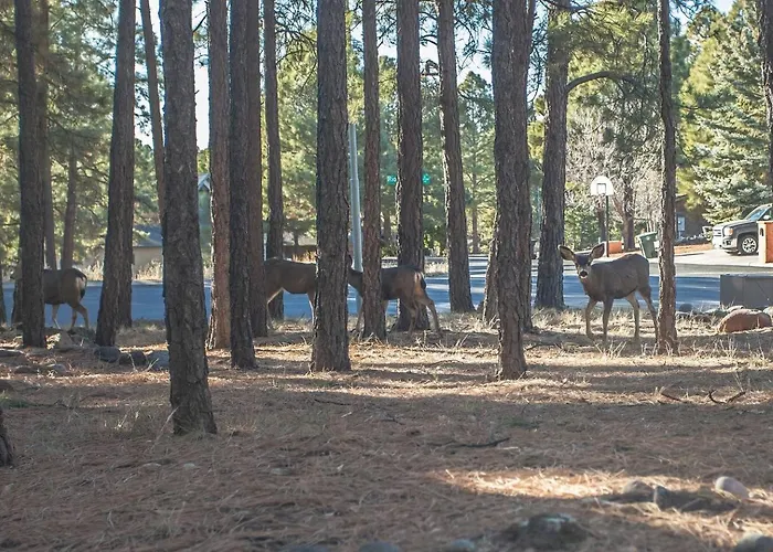 Willa Spacious Retreat With Ping Pong And Playset Flagstaff