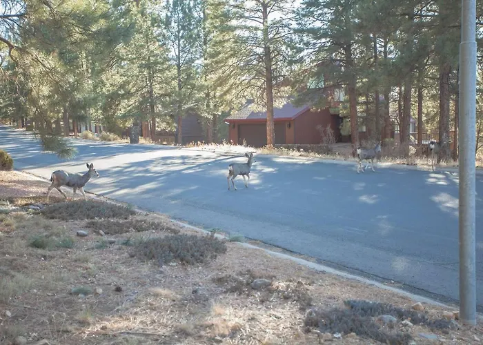 Spacious Retreat With Ping Pong And Playset Willa Flagstaff